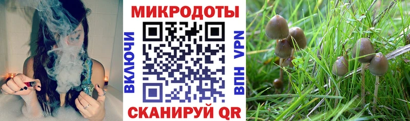 Купить где  Котлас  Псилоцибиновые грибы Cubensis 